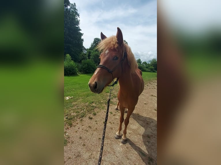 Kuc islandzki Klacz 3 lat 150 cm Kasztanowata in Zerf