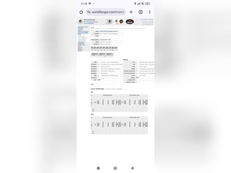 Kuc islandzki Klacz 3 lat 150 cm Kasztanowata in Zerf