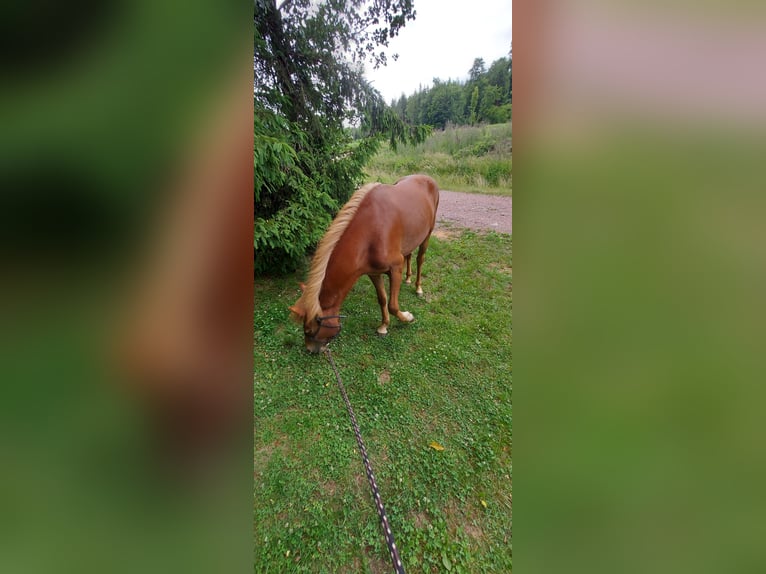 Kuc islandzki Klacz 3 lat 150 cm Kasztanowata in Zerf