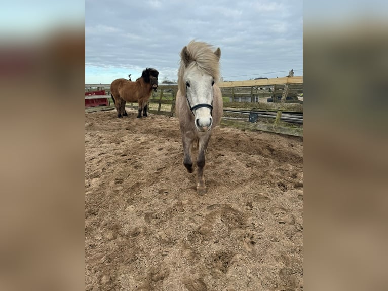 Kuc islandzki Klacz 4 lat 130 cm Siwa in Uitgeest