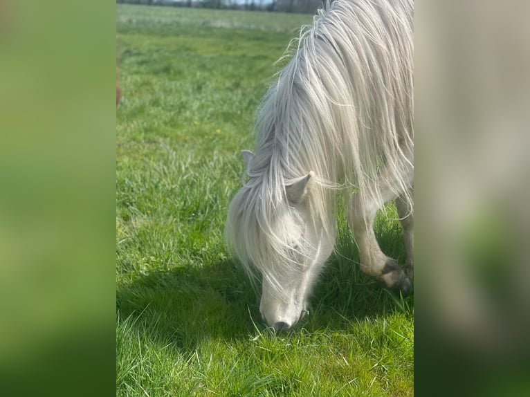 Kuc islandzki Klacz 4 lat 139 cm  in Blunk