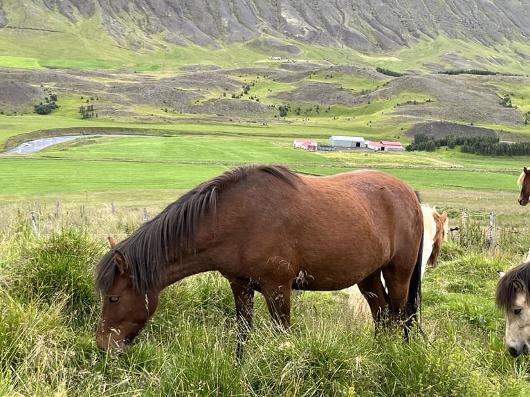 Kuc islandzki Klacz 4 lat 140 cm Gniada in Akureyri