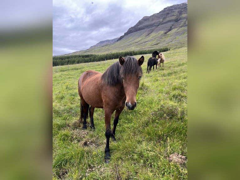 Kuc islandzki Klacz 4 lat 140 cm Gniada in Akureyri