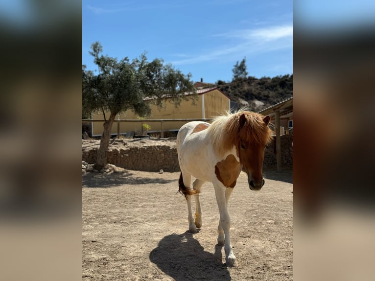 Kuc islandzki Klacz 4 lat 140 cm Srokata in Sorbas