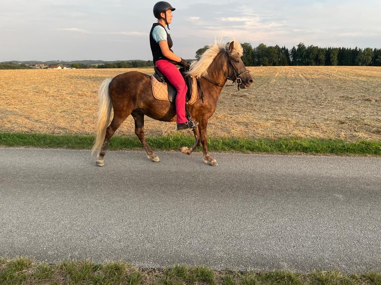 Kuc islandzki Klacz 4 lat 140 cm Stalowosiwy in Moosbach