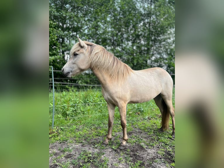 Kuc islandzki Klacz 4 lat in Blunk