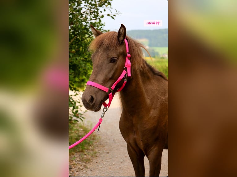 Kuc islandzki Klacz 5 lat 130 cm Gniada in Straßwalchen