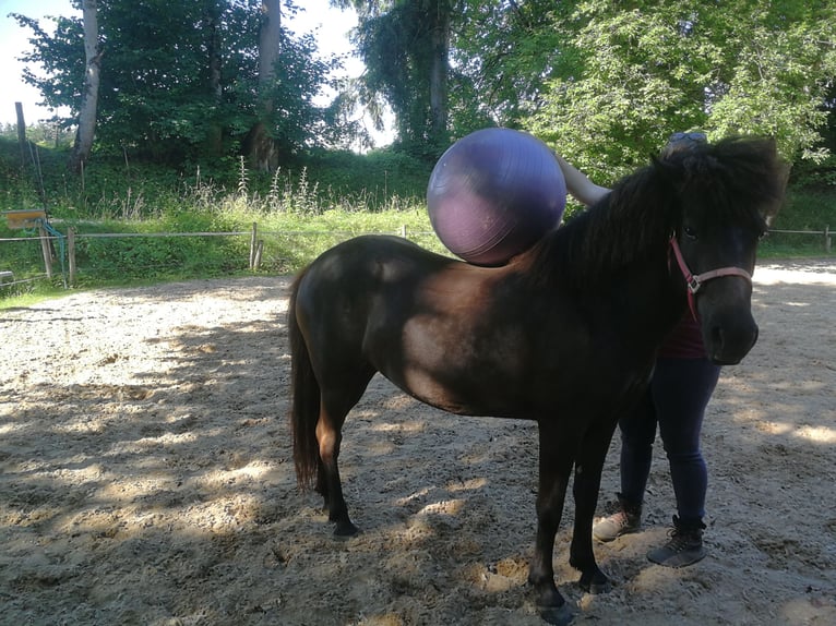 Kuc islandzki Klacz 5 lat 136 cm Kara in Iffeldorf