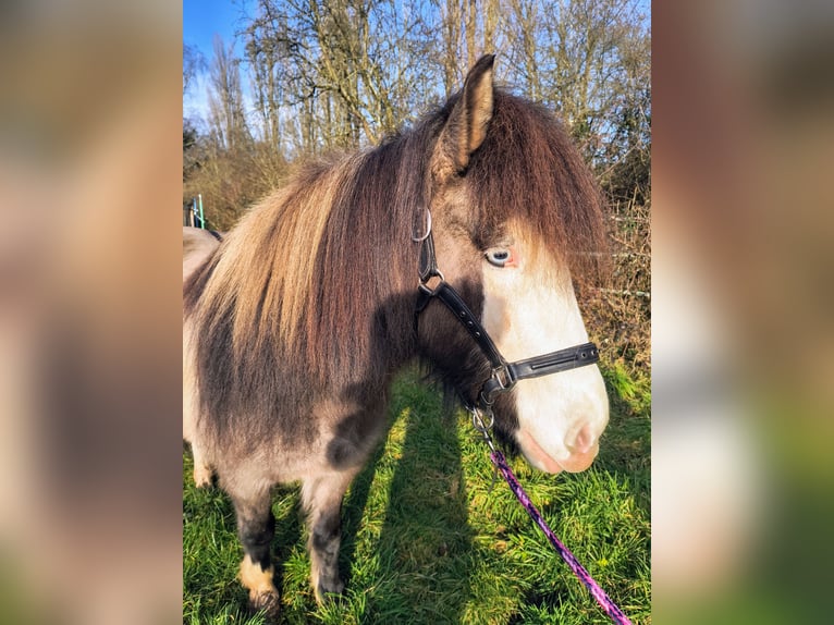 Kuc islandzki Klacz 5 lat 136 cm Srokata in Püttlingen