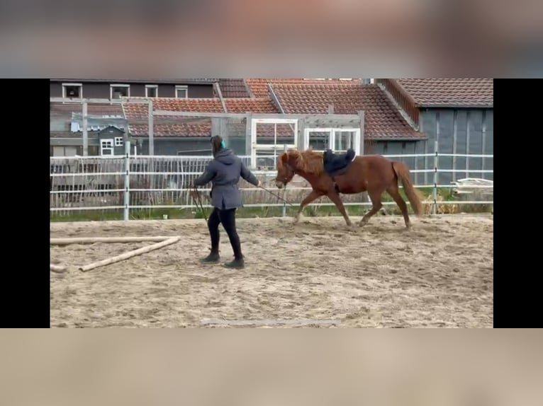 Kuc islandzki Klacz 5 lat 138 cm Kasztanowata in Calw