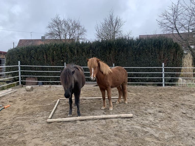 Kuc islandzki Klacz 5 lat 138 cm Kasztanowata in Calw