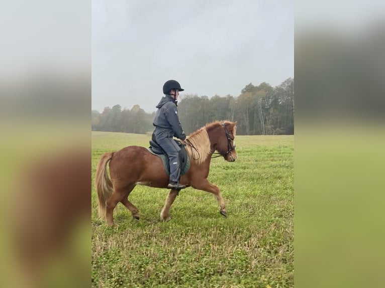 Kuc islandzki Klacz 5 lat 140 cm Kasztanowata in Nottfeld