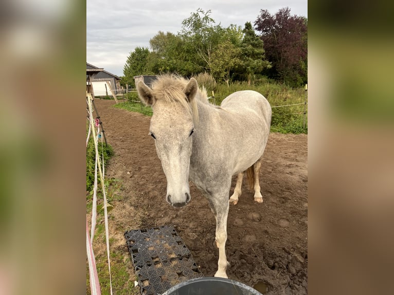 Kuc islandzki Klacz 5 lat 140 cm Siwa in Koberg