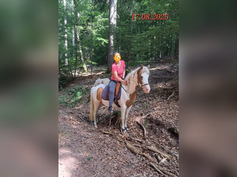 Kuc islandzki Klacz 5 lat 141 cm Srokata in Oberzent