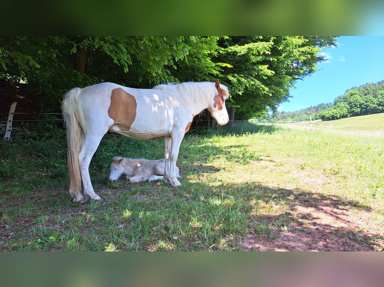 Kuc islandzki Klacz 5 lat 141 cm Srokata in Oberzent