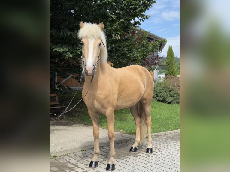 Kuc islandzki Klacz 5 lat 142 cm Izabelowata in Lochen am See