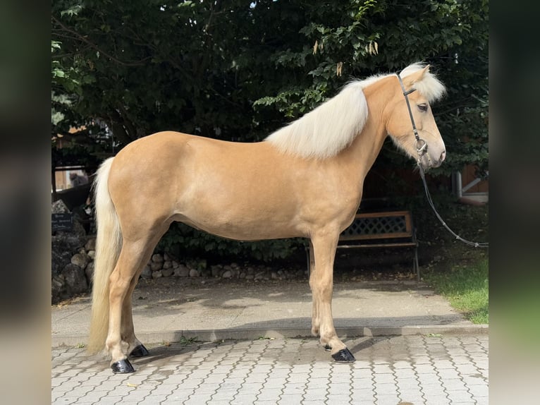 Kuc islandzki Klacz 5 lat 142 cm Izabelowata in Lochen am See