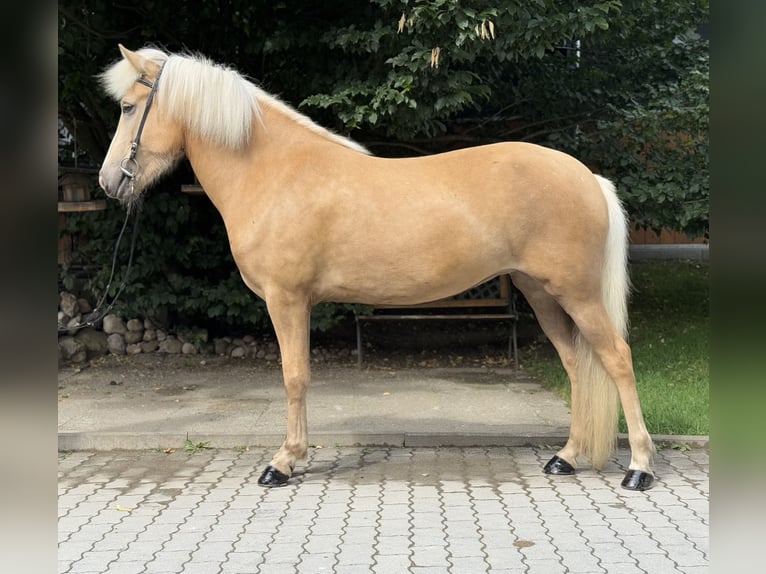 Kuc islandzki Klacz 5 lat 142 cm Izabelowata in Lochen am See