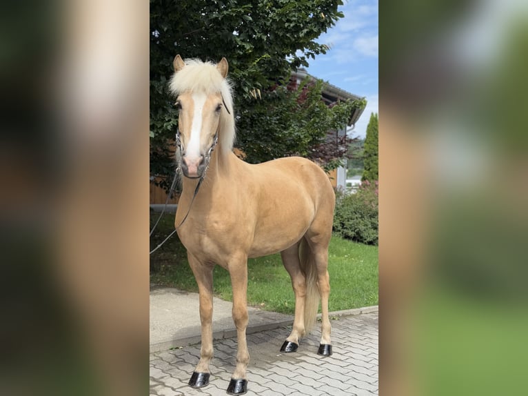Kuc islandzki Klacz 5 lat 142 cm Izabelowata in Lochen am See