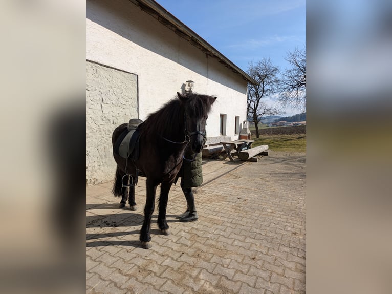 Kuc islandzki Klacz 5 lat 142 cm Kara in Eschlkam