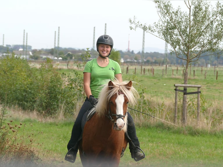 Kuc islandzki Klacz 5 lat 144 cm Kasztanowata in Euskirchen
