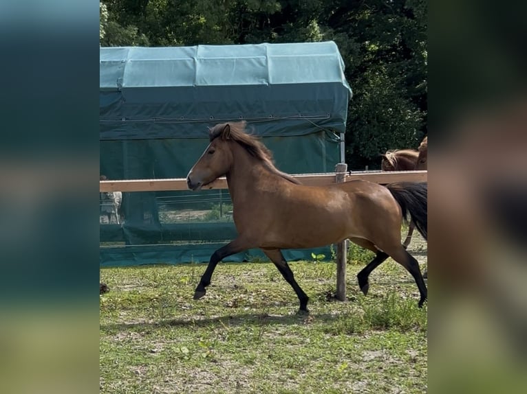 Kuc islandzki Klacz 6 lat 135 cm Gniada in Neuenkirchen
