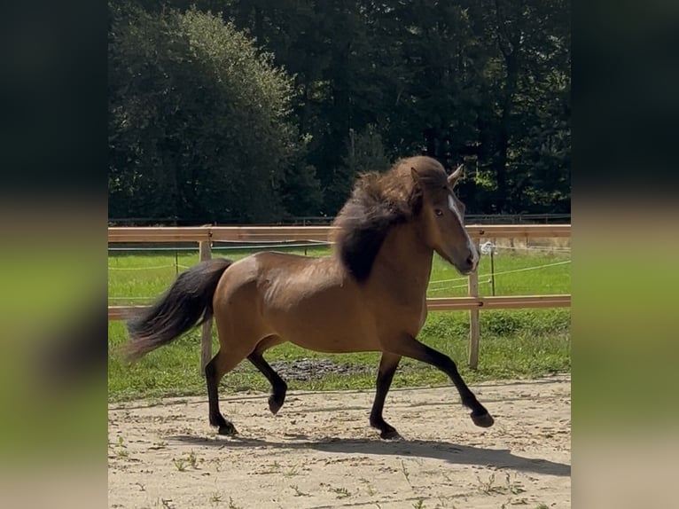 Kuc islandzki Klacz 6 lat 135 cm Gniada in Neuenkirchen
