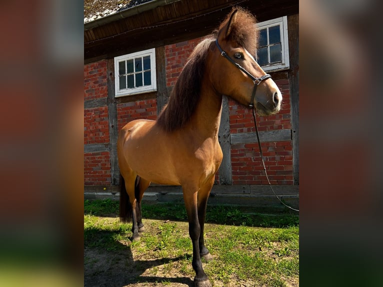 Kuc islandzki Klacz 6 lat 135 cm Gniada in Neuenkirchen