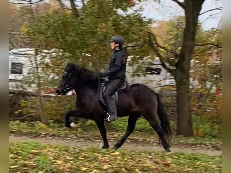 Kuc islandzki Klacz 6 lat 137 cm Ciemnogniada in Wiemersdorf