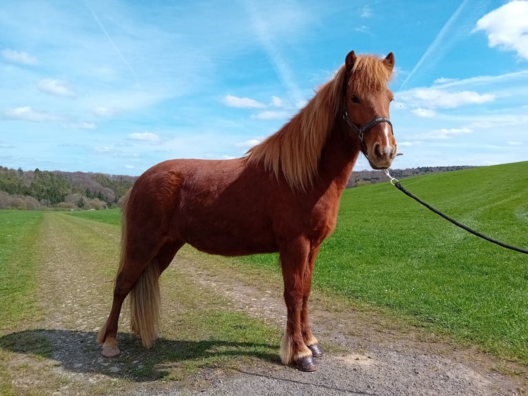 Kuc islandzki Klacz 6 lat 137 cm Kasztanowata in Blankenheim