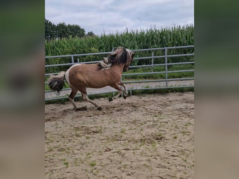 Kuc islandzki Klacz 6 lat 137 cm Srokata in Geestland