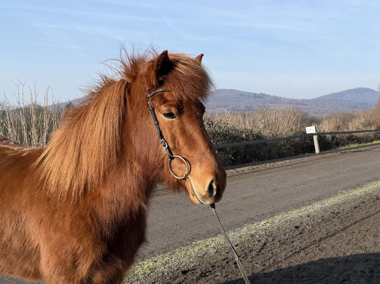 Kuc islandzki Klacz 6 lat 138 cm Kasztanowata in Bad Honnef