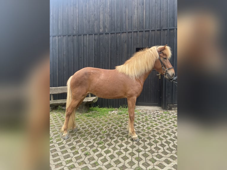 Kuc islandzki Klacz 6 lat 138 cm Kasztanowata in Oberkail