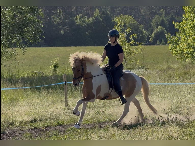 Kuc islandzki Klacz 6 lat 138 cm Srokata in Rheinsberg