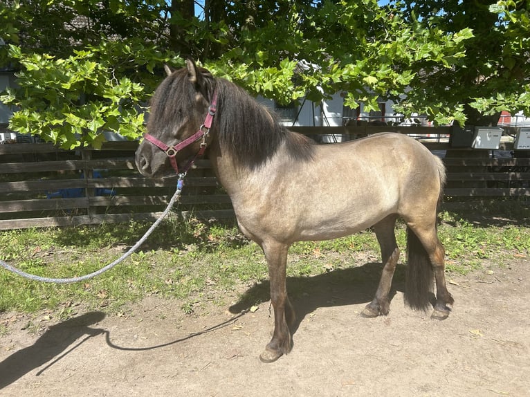 Kuc islandzki Klacz 6 lat 140 cm Bułana in Hanhofen