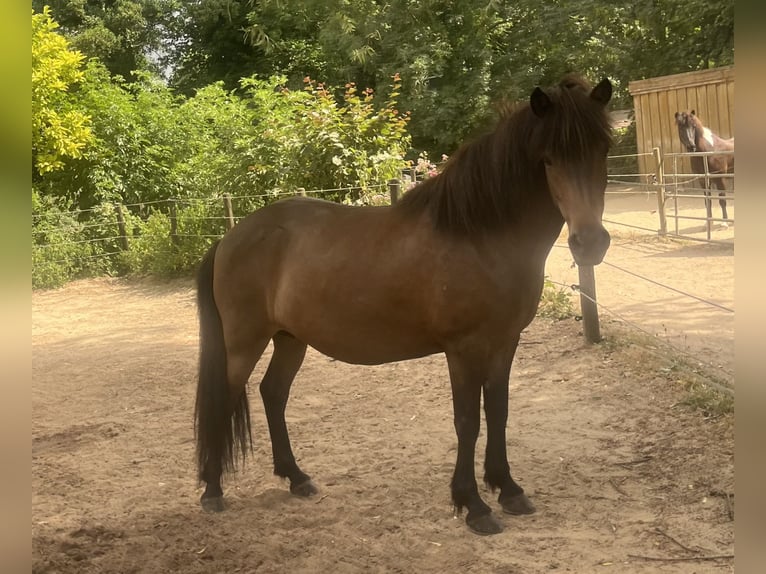 Kuc islandzki Klacz 6 lat 140 cm  in Rheurdt