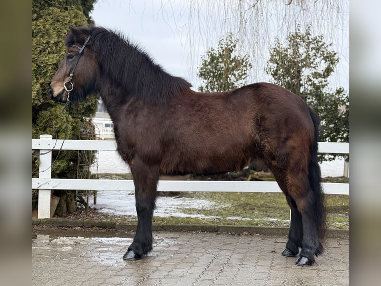 Kuc islandzki Klacz 6 lat 141 cm Ciemnogniada in Lochen am See
