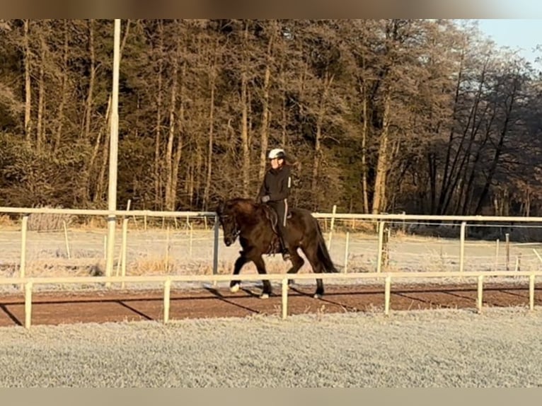 Kuc islandzki Klacz 6 lat 143 cm Kara in Soltau