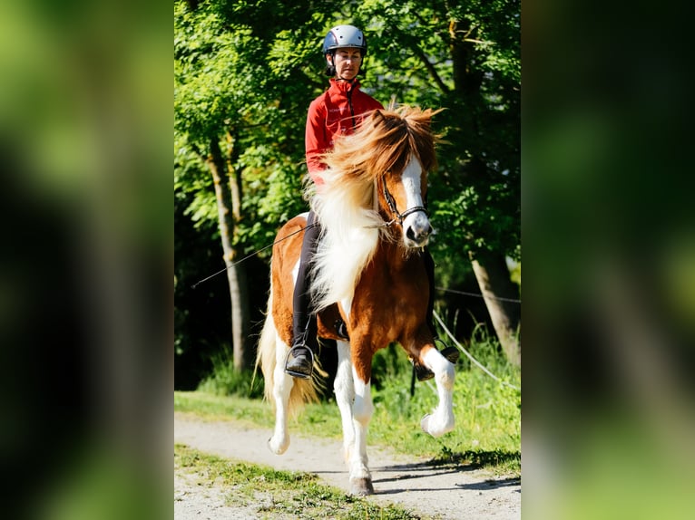 Kuc islandzki Klacz 6 lat 145 cm Srokata in Taufkirchen an der Trattnach