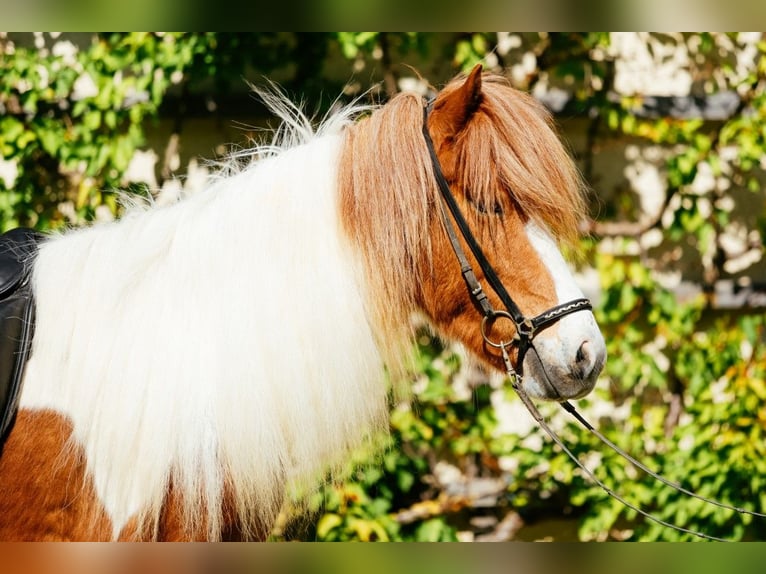 Kuc islandzki Klacz 6 lat 145 cm Srokata in Taufkirchen an der Trattnach