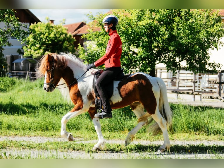 Kuc islandzki Klacz 6 lat 145 cm Srokata in Taufkirchen an der Trattnach