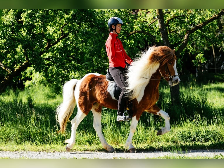 Kuc islandzki Klacz 6 lat 145 cm Srokata in Taufkirchen an der Trattnach