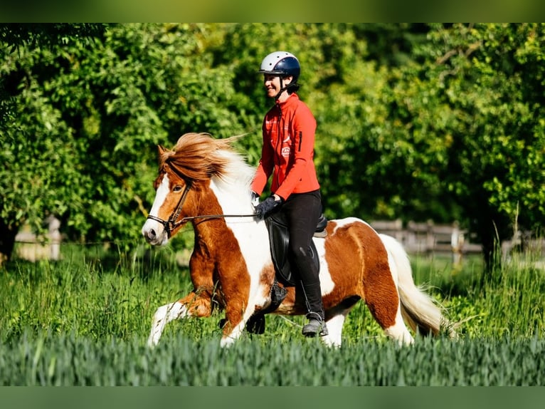 Kuc islandzki Klacz 6 lat 145 cm Srokata in Taufkirchen an der Trattnach
