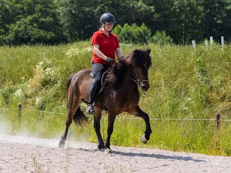 Kuc islandzki Klacz 6 lat Gniada in Lehmrade
