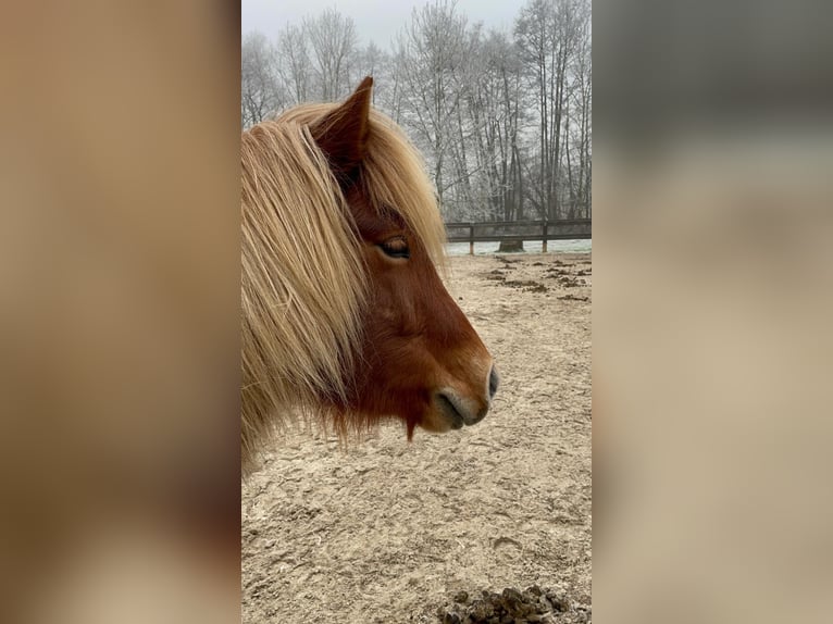 Kuc islandzki Klacz 6 lat Kasztanowata in L&#xF6;hnberg