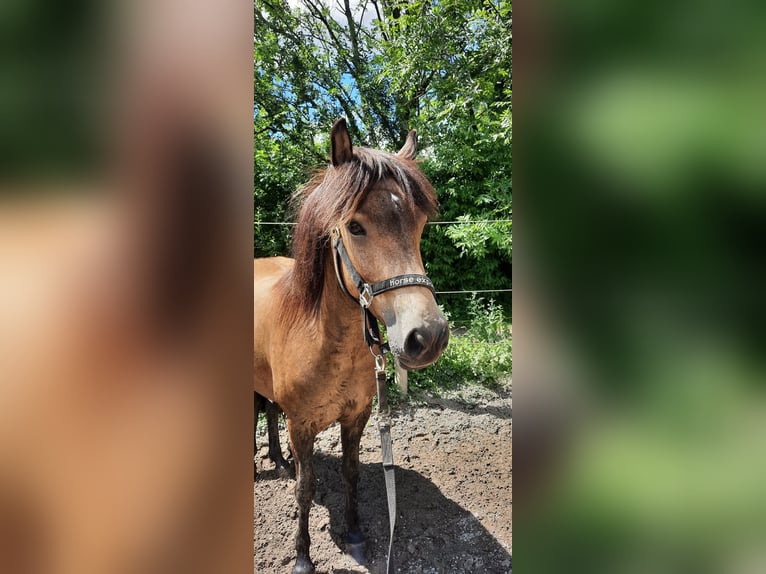 Kuc islandzki Klacz 7 lat 130 cm Jelenia in Emmendingen