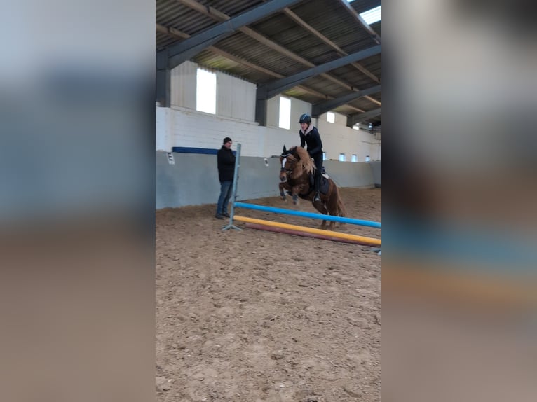 Kuc islandzki Mix Klacz 7 lat 133 cm Kasztanowata in Titz