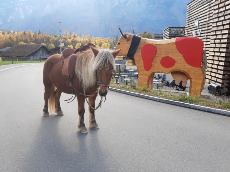 Kuc islandzki Klacz 7 lat 136 cm in Hofstetten b.Brienz