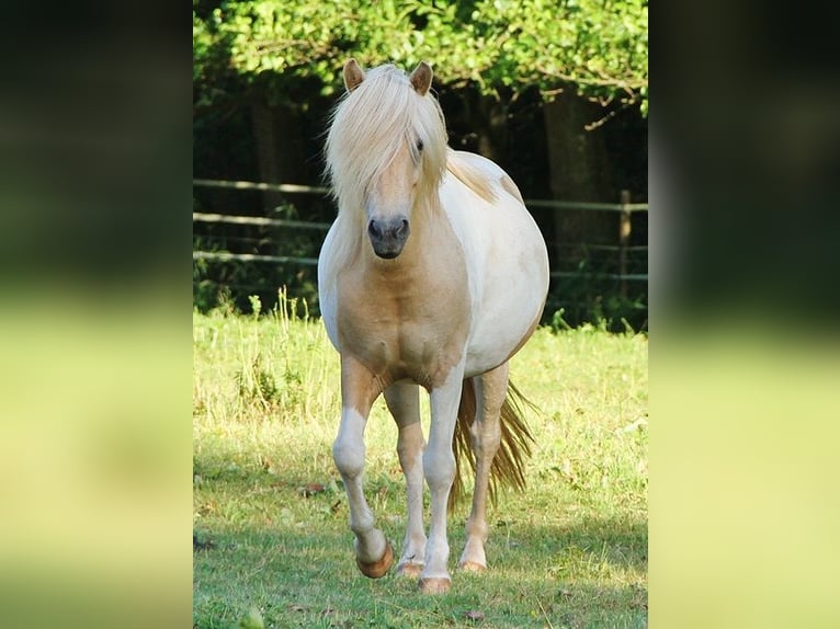 Kuc islandzki Klacz 7 lat 138 cm Srokata in Saarland