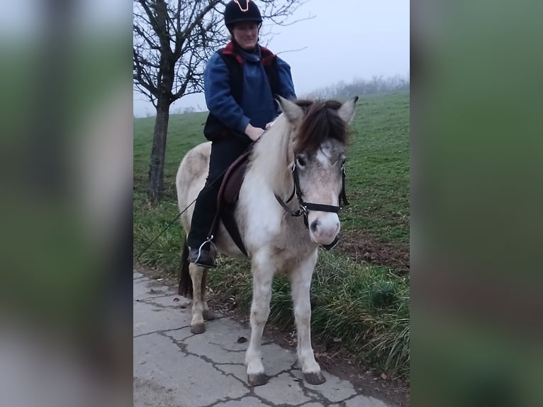 Kuc islandzki Klacz 7 lat 139 cm Srokata in Saarland